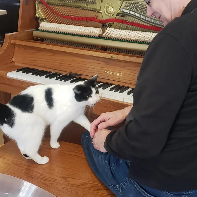 David's Piano Tuning Service — photo from the business 3