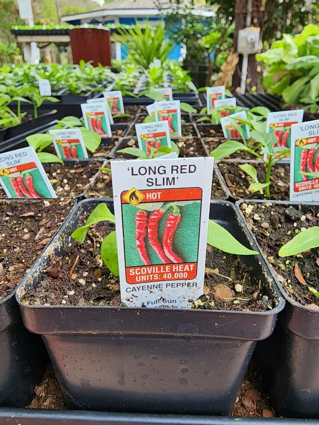 Gripon Gardens at Lynn's Inc. — photo from the business 7