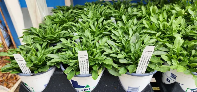 Gripon Gardens at Lynn's Inc. — photo from the business 11