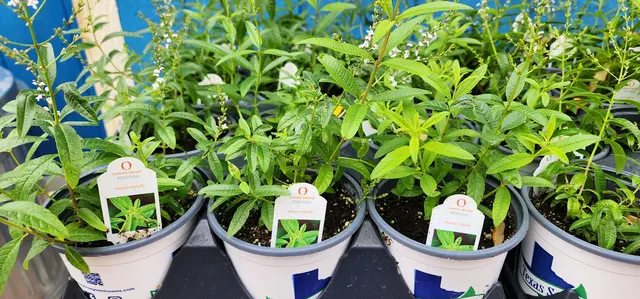 Gripon Gardens at Lynn's Inc. — photo from the business 9