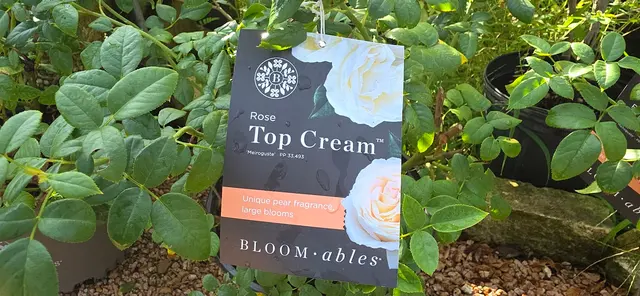 Gripon Gardens at Lynn's Inc. — photo from the business 10