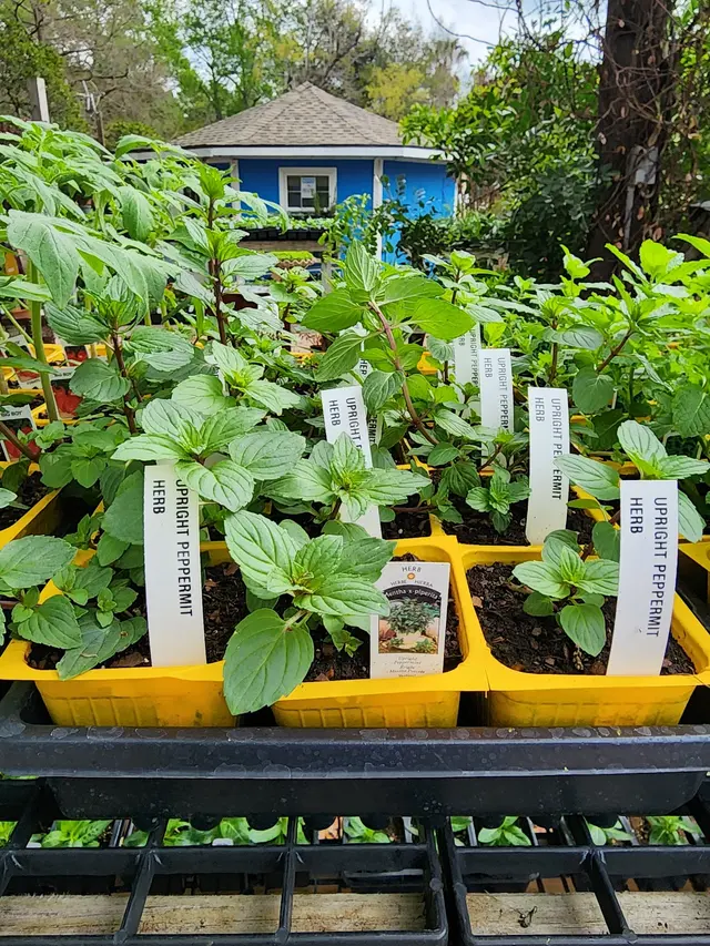 Gripon Gardens at Lynn's Inc. — photo from the business 3