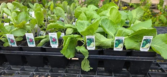 Gripon Gardens at Lynn's Inc. — photo from the business 4