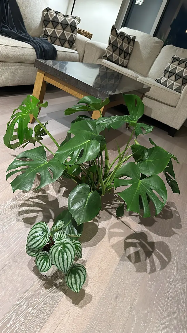 New Roots — customer photo 11