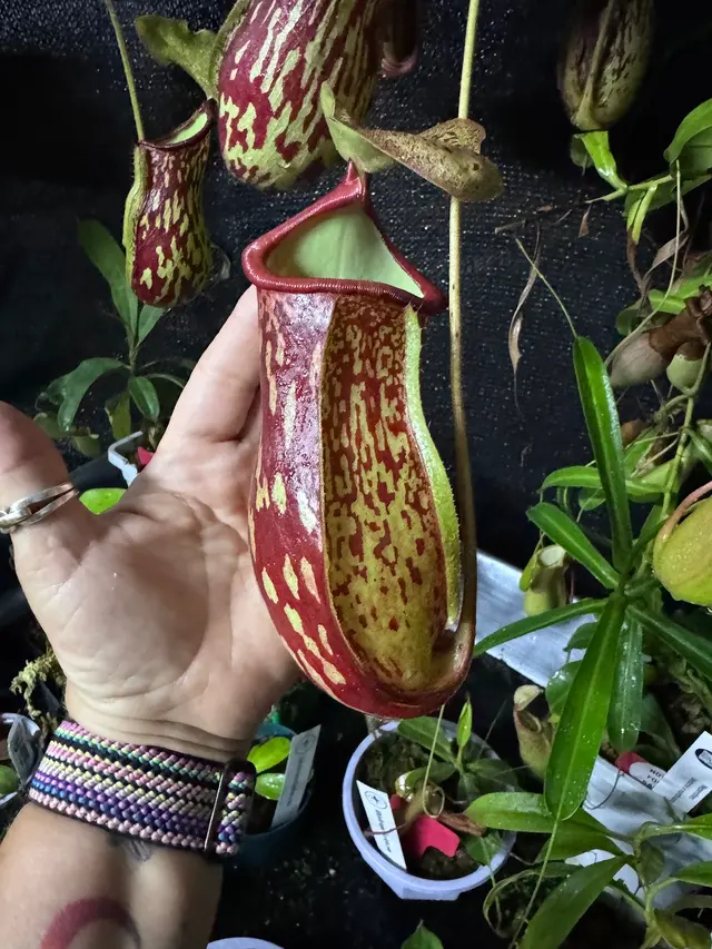 Kiki's Octopus Garden — photo from the business 2