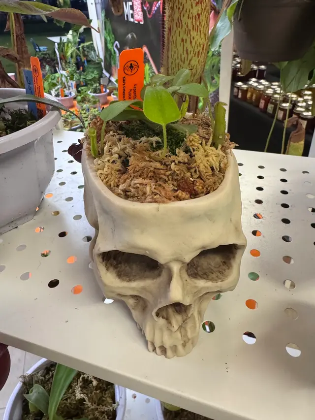 Kiki's Octopus Garden — photo from the business 11