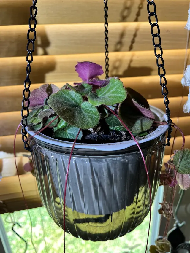 Kiki's Octopus Garden — photo from the business 12