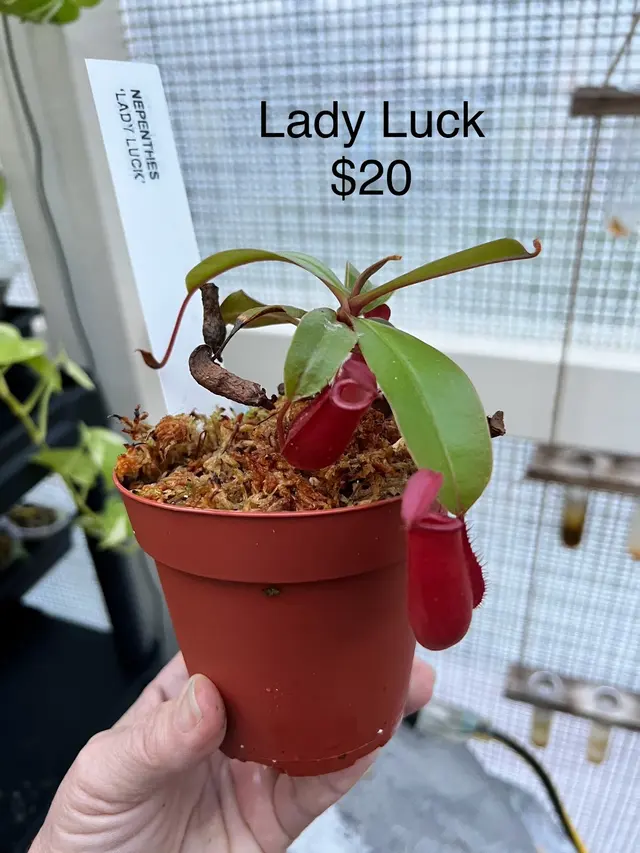 Kiki's Octopus Garden — photo from the business 3