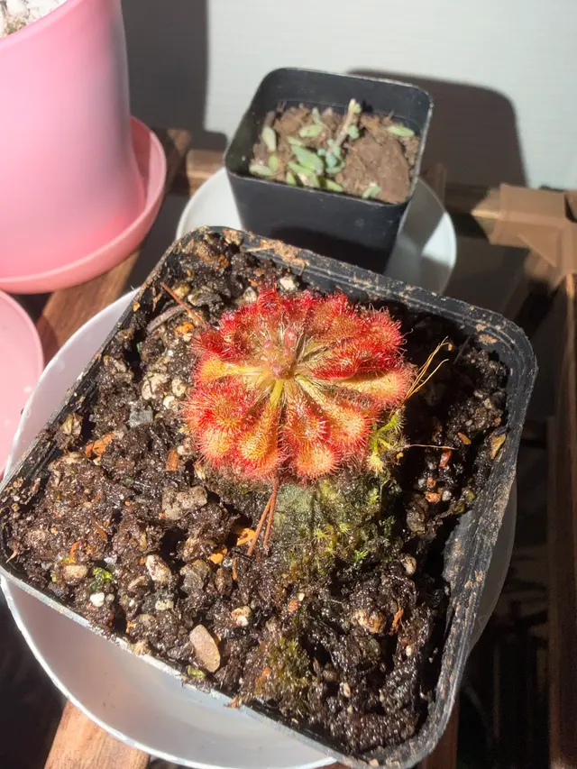 Customer photo of work by Kiki's Octopus Garden, from Celeste Moso's review