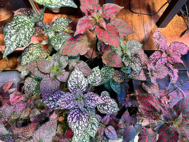 Kiki's Octopus Garden — photo from the business 9