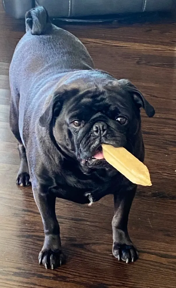 Just Dog People — customer photo 9