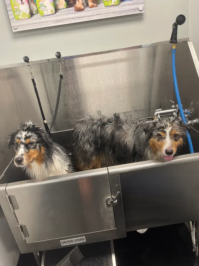 Just Dog People — customer photo 6