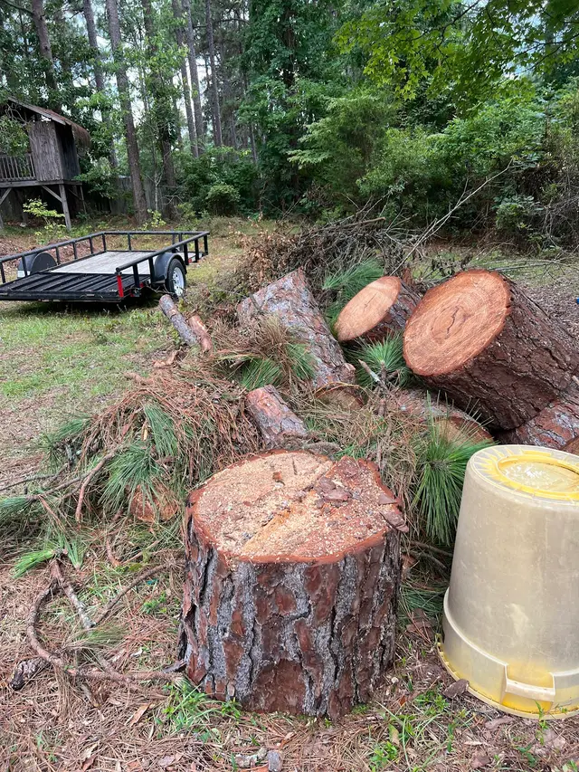 Precision Tree Trimming and Removal, LLC — customer photo 2