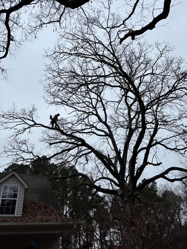 Precision Tree Trimming and Removal, LLC — customer photo 3