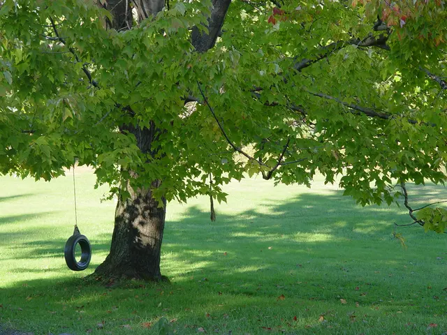 Precision Tree Trimming and Removal, LLC — photo from the business 10
