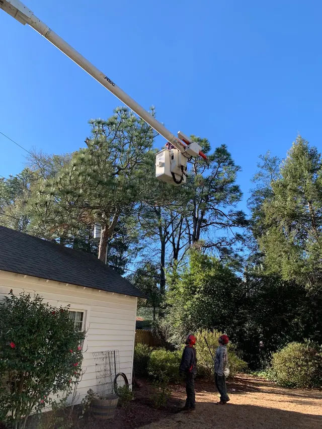 Precision Tree Trimming and Removal, LLC — customer photo 12