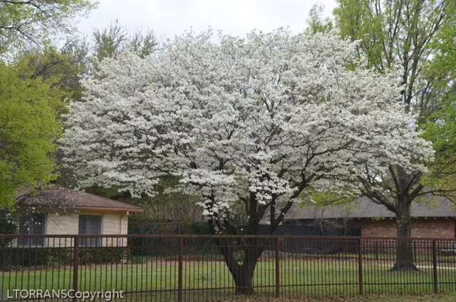 Precision Tree Trimming and Removal, LLC — photo from the business 7