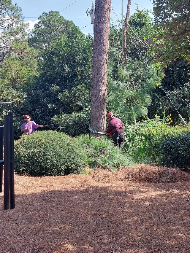 Precision Tree Trimming and Removal, LLC — customer photo 5