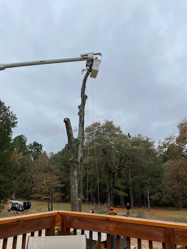 Precision Tree Trimming and Removal, LLC — customer photo 4
