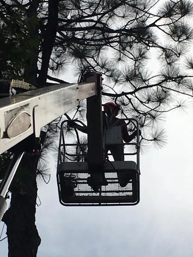 Precision Tree Trimming and Removal, LLC — photo from the business 8