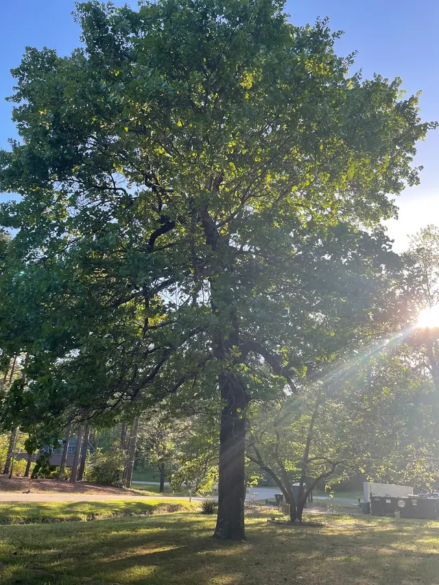 Precision Tree Trimming and Removal, LLC — customer photo 1