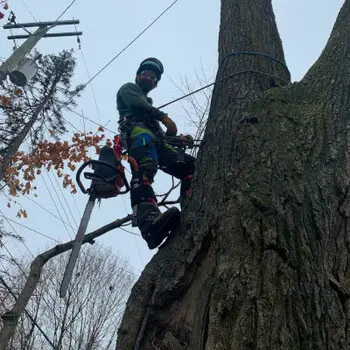 Tactical Trees — photo from the business 11