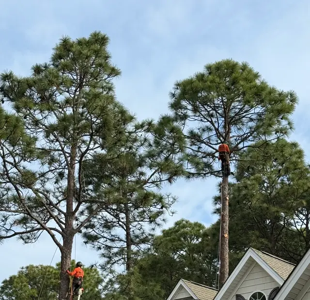 Tactical Trees — customer photo 2