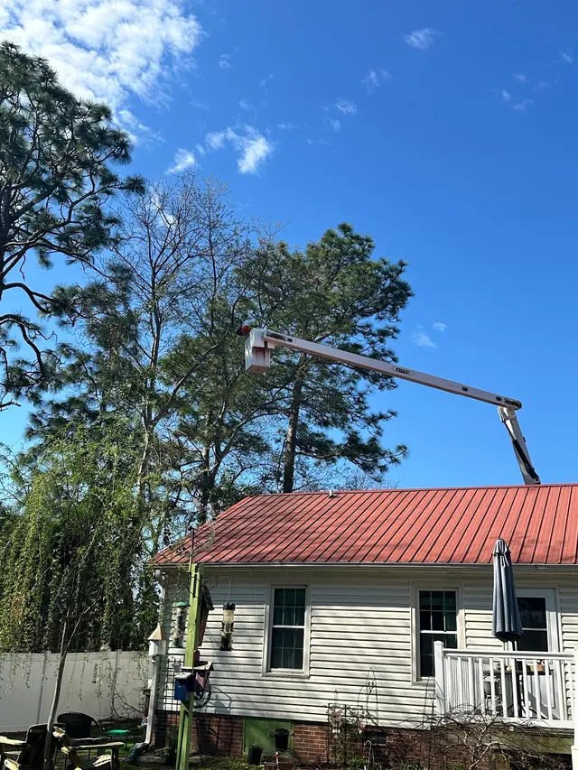 Tactical Trees — customer photo 5