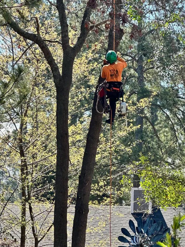 Tactical Trees — customer photo 7