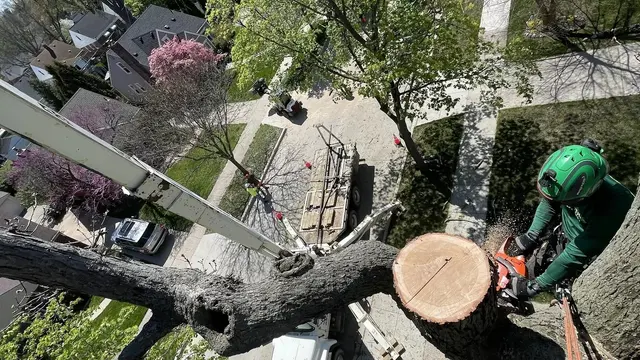 Tactical Trees — photo from the business 1