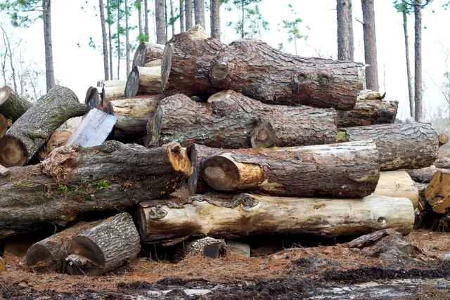 Dave's Tree Service, LLC — photo from the business 11