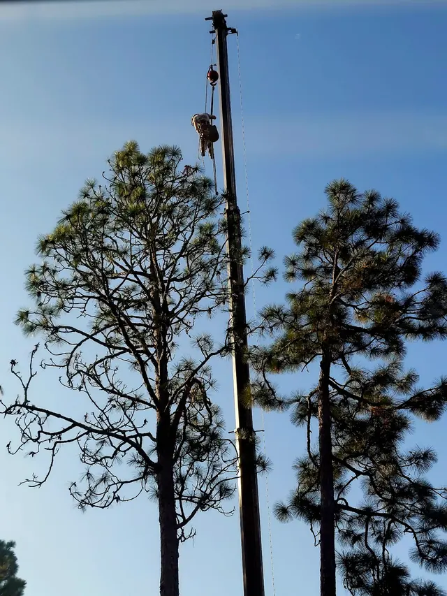 Dave's Tree Service, LLC — customer photo 8
