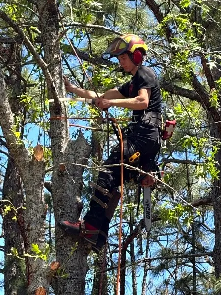 Dave's Tree Service, LLC — photo from the business 3