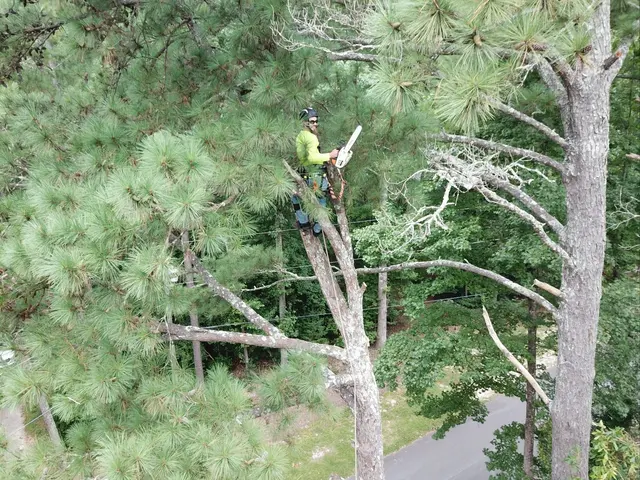One Healthy Tree Care LLC — photo from the business 12