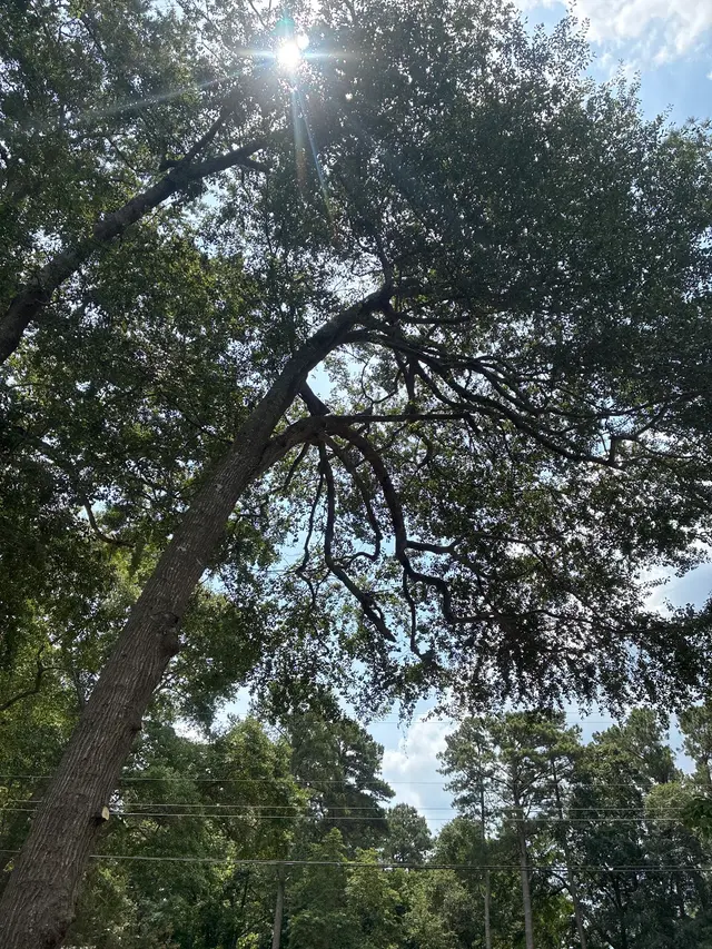 Customer photo of work by One Healthy Tree Care LLC, from Donna Ellis's review