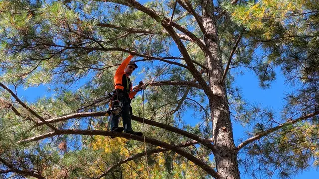 One Healthy Tree Care LLC — photo from the business 1
