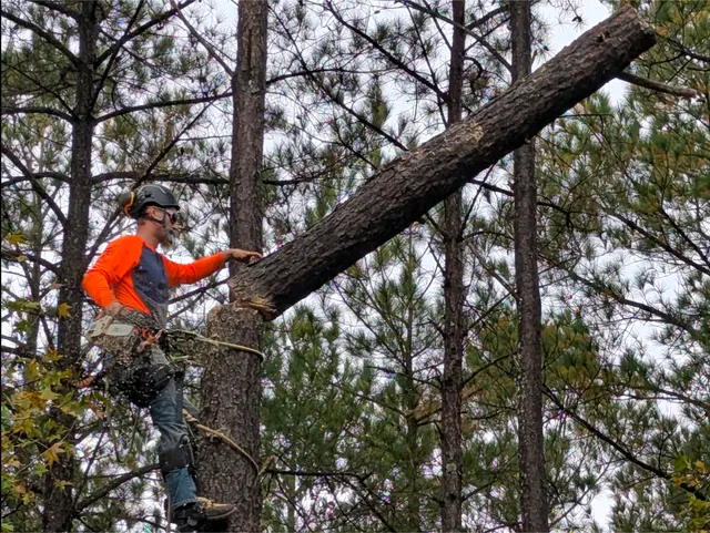 One Healthy Tree Care LLC — photo from the business 3