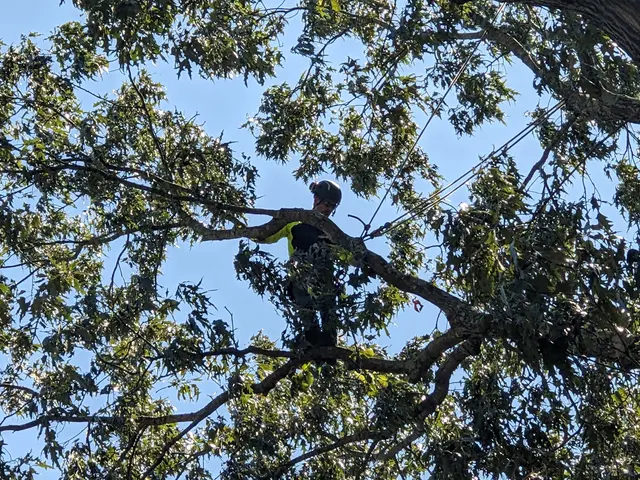 One Healthy Tree Care LLC — photo from the business 9