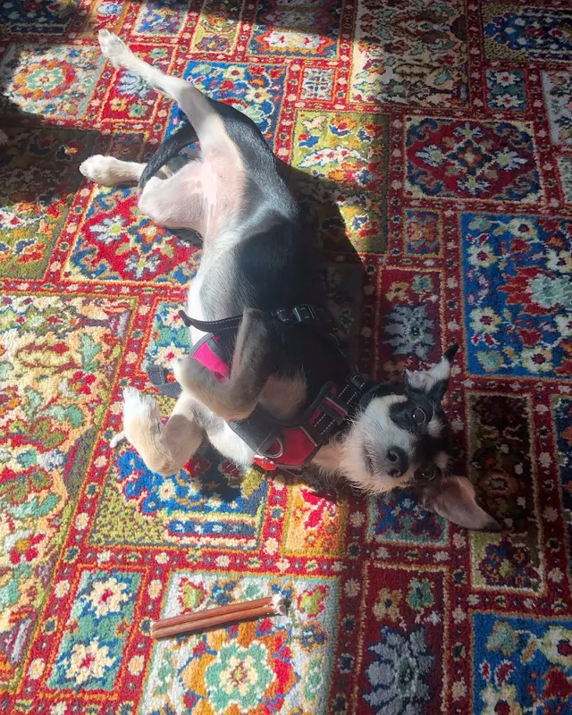 Customer photo from Lily's review