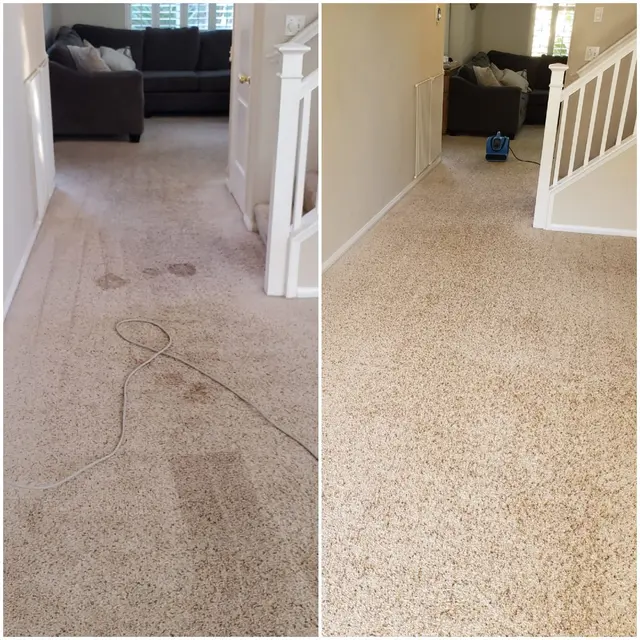 Monster Steamer Carpet Cleaning — photo from the business 12