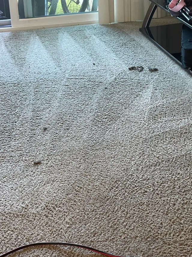 Under The Rug Floorcare Carpet Cleaning San Diego — customer photo 3