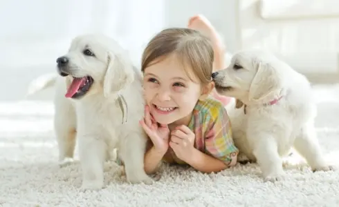 Mega Dry Carpet Cleaning — photo from the business 12