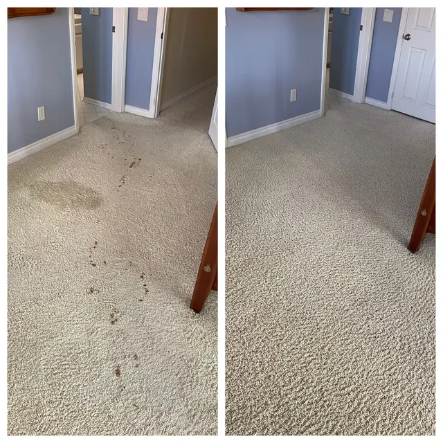 Mega Dry Carpet Cleaning — photo from the business 2