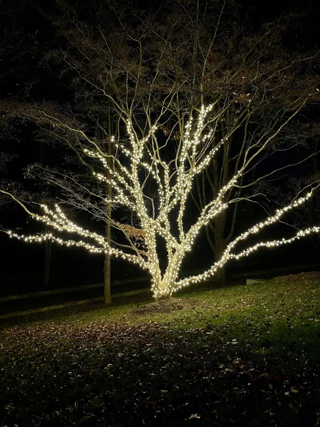 Humbug Holiday Lighting of Central Austin-Round Rock-Pflugerville — photo from the business 12
