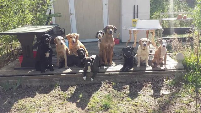 Proactive Dog Training, LLC — photo from the business 10