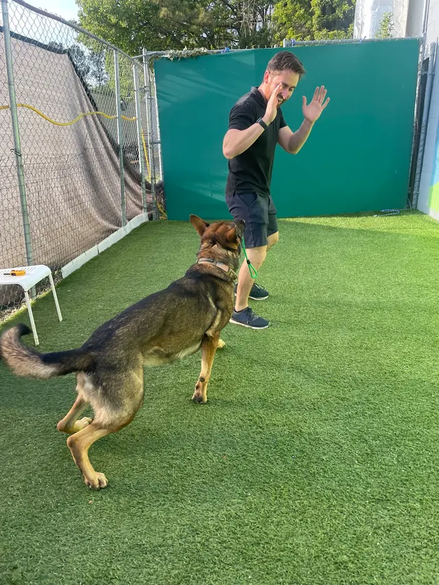 Proactive Dog Training, LLC — customer photo 2