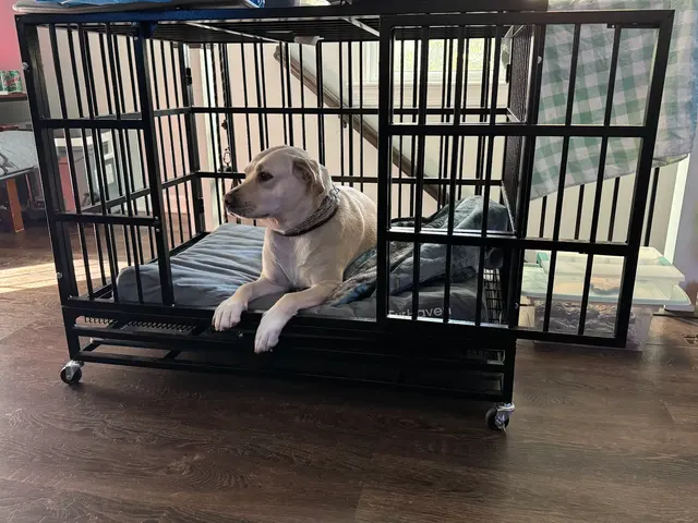 Proactive Dog Training, LLC — customer photo 7