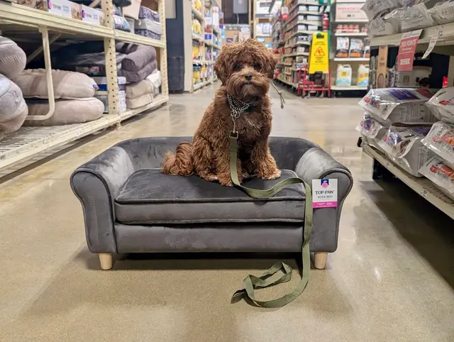 Proactive Dog Training, LLC — customer photo 12