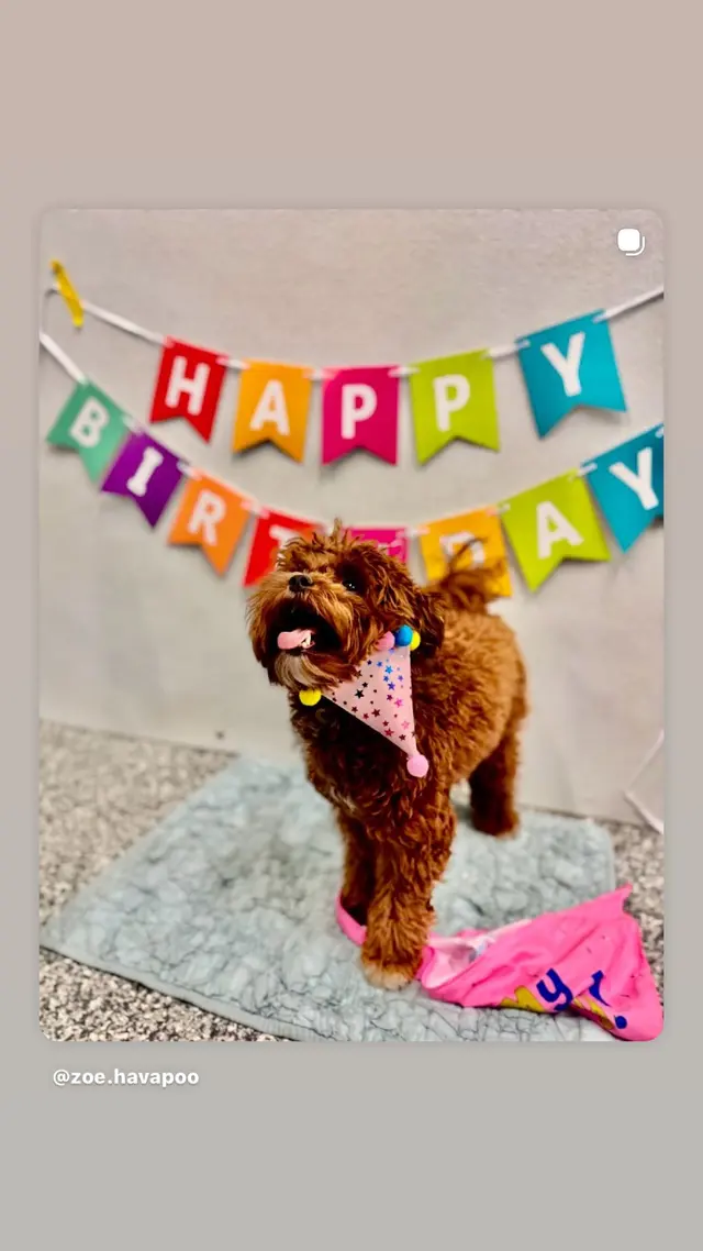 Customer photo of work by Proactive Dog Training, LLC, from Tara Rumler's review