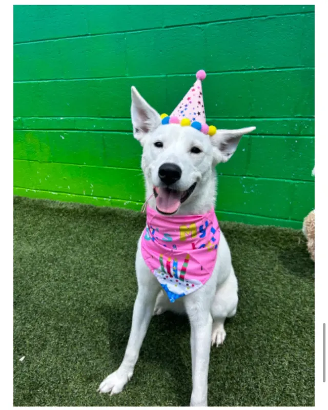 Customer photo of work by Proactive Dog Training, LLC, from Lily's review